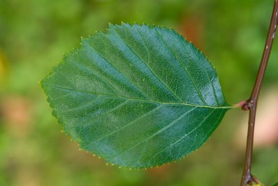 Crataegus crus-galli - hloh kuří noha - list